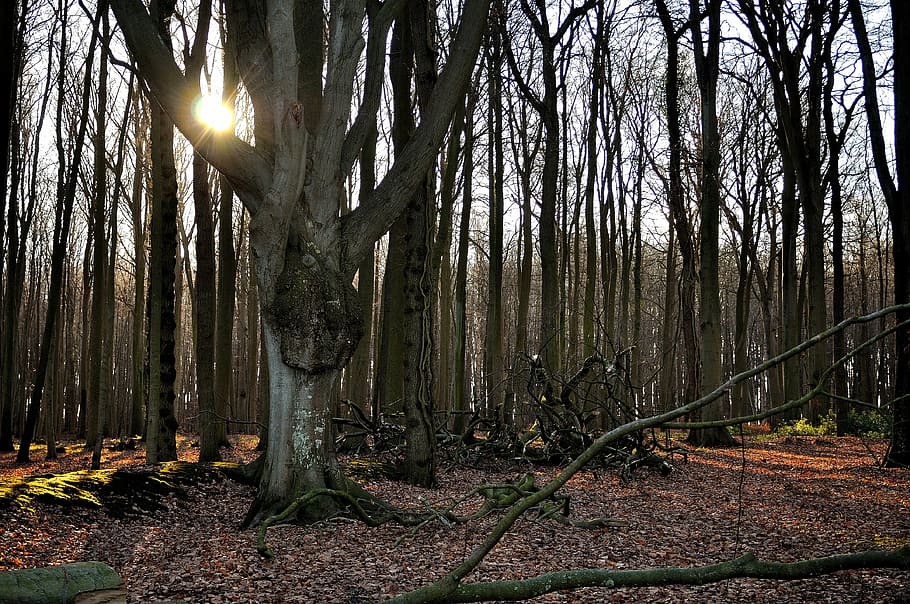 Forest, Nature, Sunlight, Trees, Branch, forests, spooky forest HD wallpaper