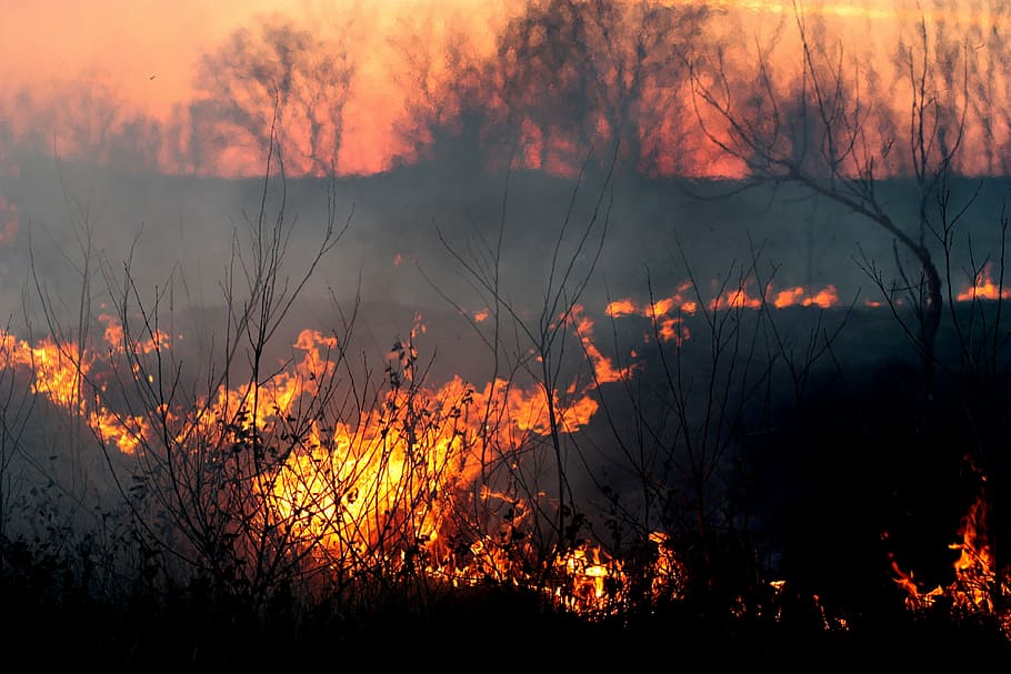 burning forest, fire, smoke, sunset, red, disaster, apocalyptic HD wallpaper