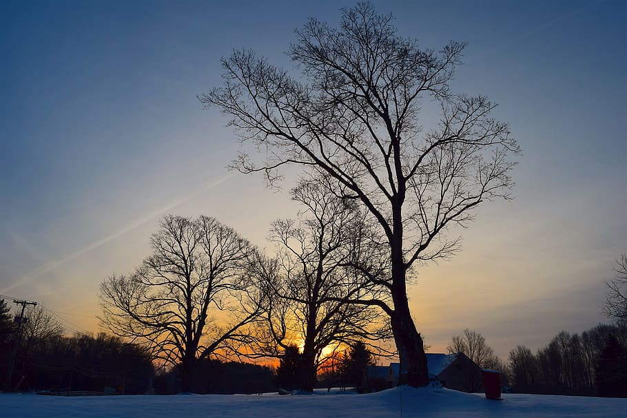 trees, dawn, landscape, winter, nature, sunrise, wood, outdoor HD wallpaper