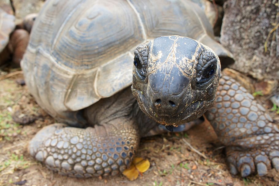 tortoise on ground, turtle, age, panzer, speed, seychelles, reptile