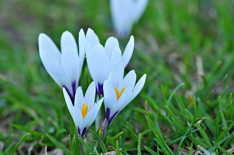 Crocus, Flowers, Wildflowers, spring flowers, signs of spring HD wallpaper