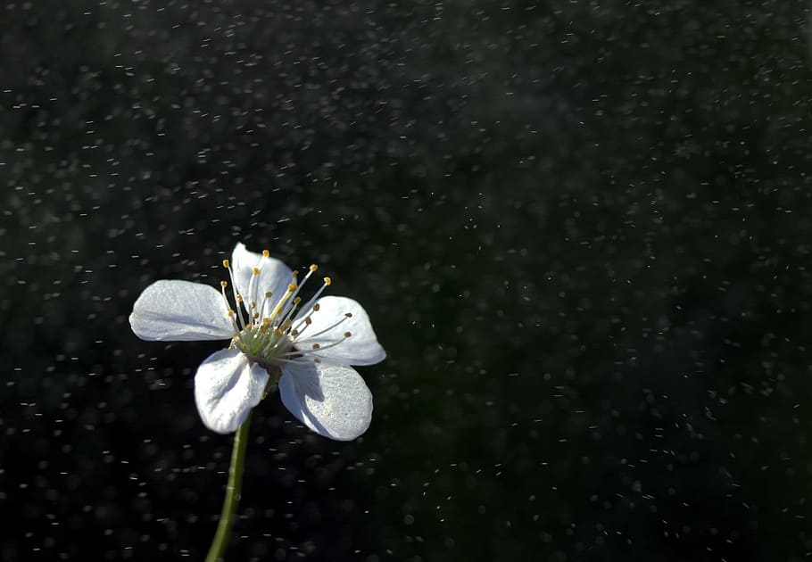 Flower, White, Rain, Light, nature, plant, petal, springtime HD wallpaper