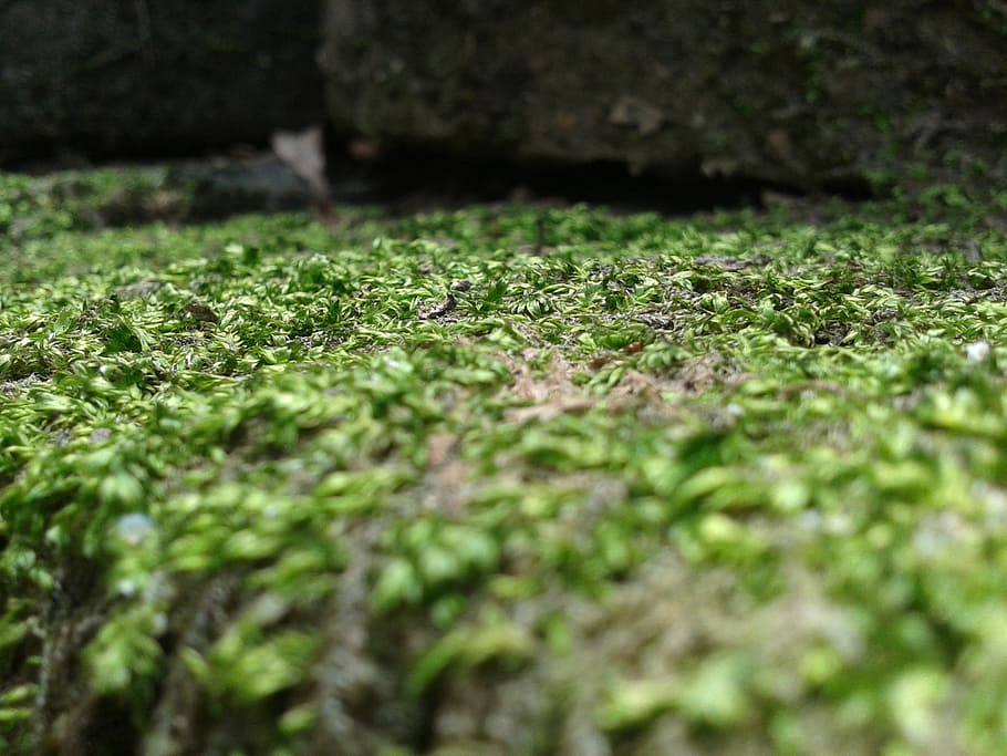 moss, stone, nature, rocks, outdoor, selective focus, green color HD wallpaper
