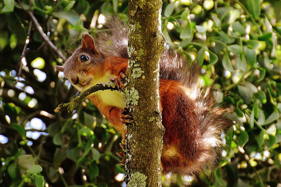 squirrel, nager, cute, nature, rodent, climb, garden, eat, brown HD wallpaper
