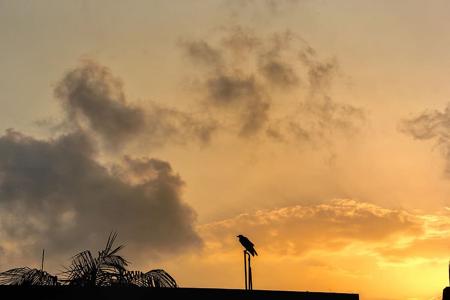 sunset, dawn, panoramic, sky, silhouette, bird, lonely, landscape HD wallpaper