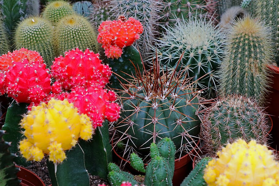 cactus, spur, plant, prickly, close, thorns, cactus blossom HD wallpaper