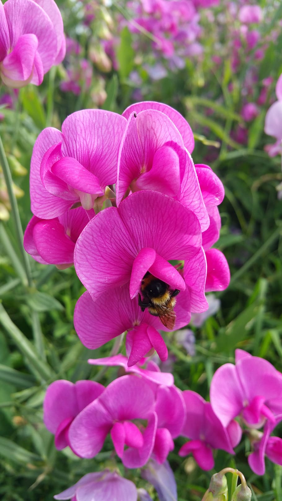flowers, pink, flowering plant, fragility, vulnerability, freshness HD wallpaper