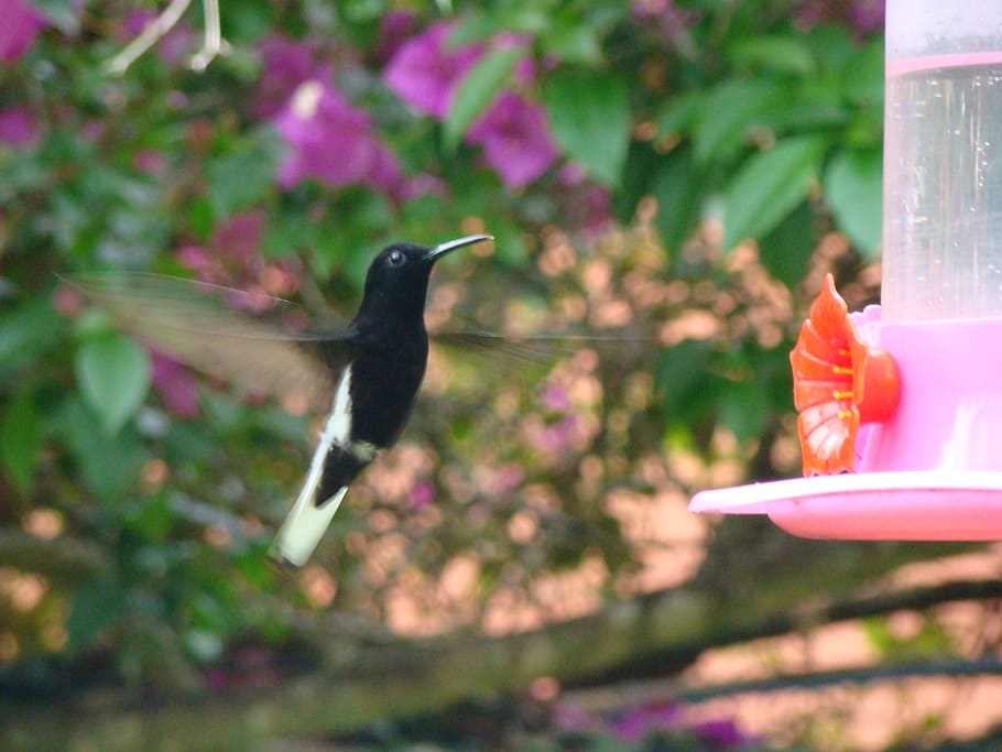hummingbird, flying, animal themes, vertebrate, one animal HD wallpaper