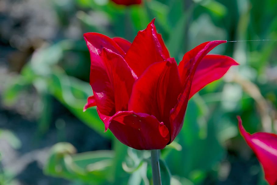tulip, red, spring, flowers, closeup, flowering, flora, nature HD wallpaper