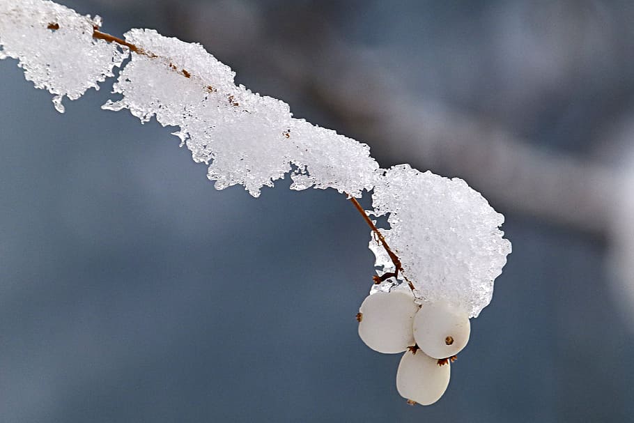 Winter, White, Bomb, Icy, Cold, Snow, white bomb, nature, frost HD wallpaper