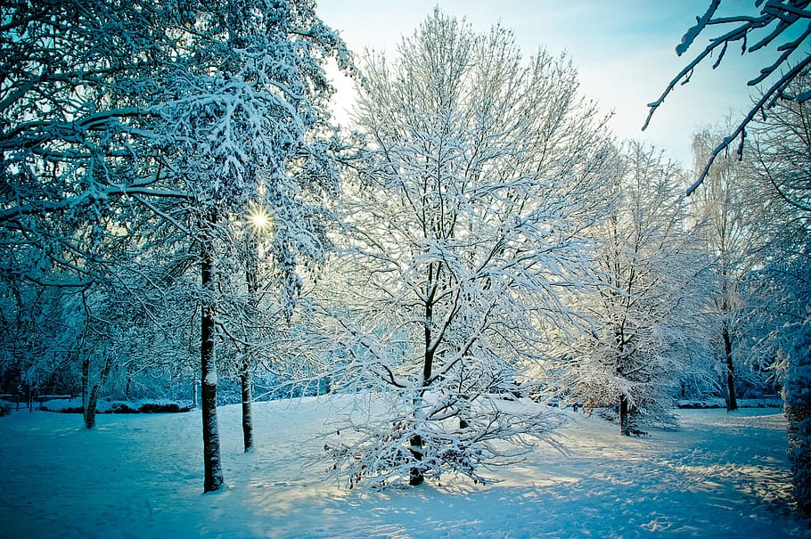 trees  covered with snows during daytime, wintry, snowy, sunset HD wallpaper