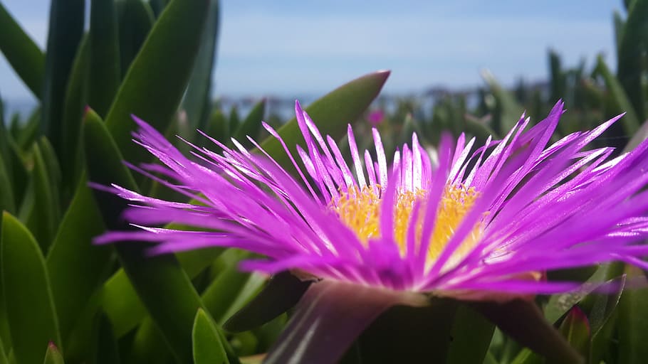 flower, wonder, beach, flowering plant, freshness, beauty in nature HD wallpaper