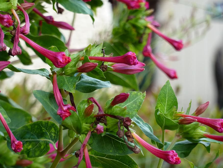 flower, pink, nature, leaf, spring, summer, plant part, beauty in nature HD wallpaper