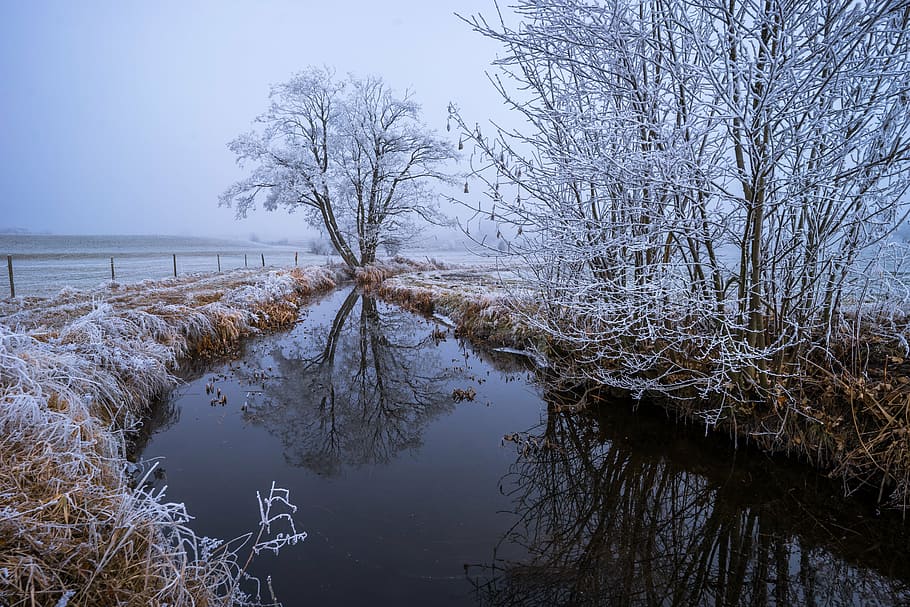 bare trees covered with snow, screen background, desktop background HD wallpaper