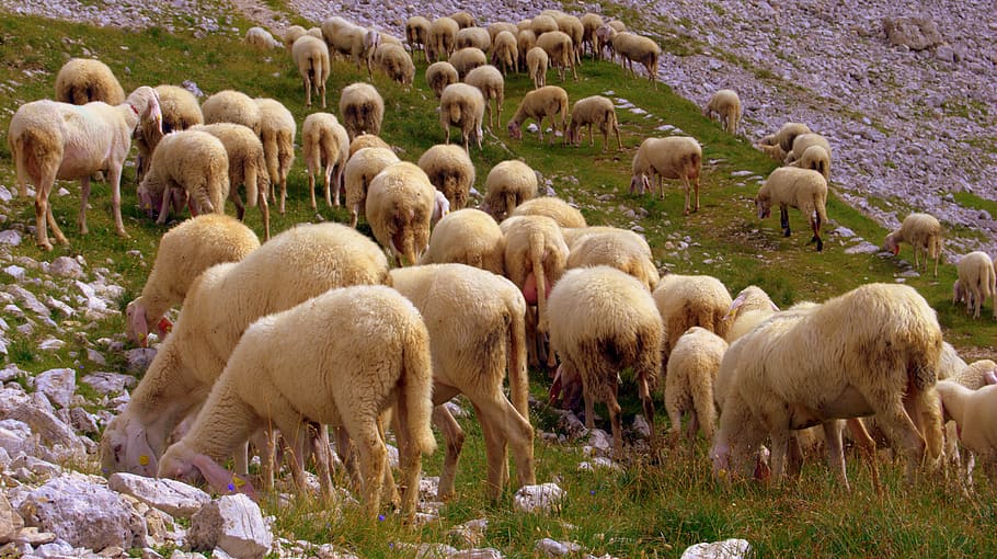 flock, sheep, browse, grass, mountain, mammal, domestic animals HD wallpaper