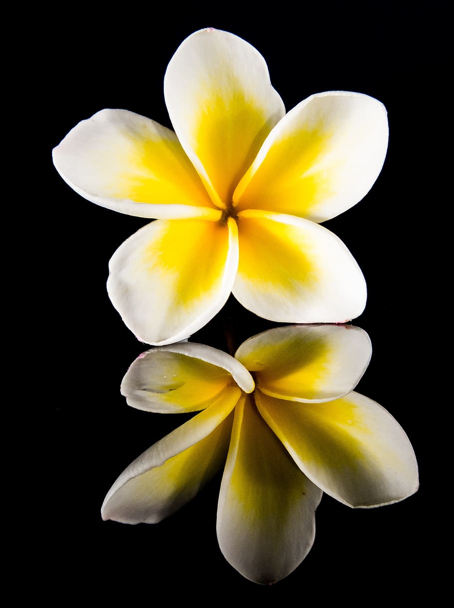 Blossom, Bloom, Flower, White, Yellow, frangipani, plumeria, HD wallpaper