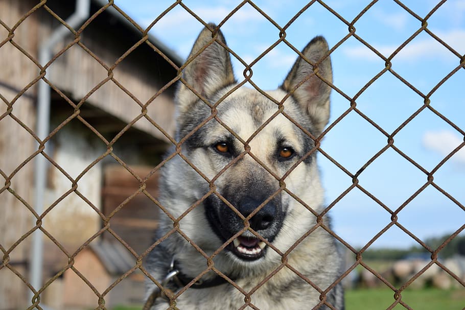 dog, chained, kennel, german, shepherd, fence, wire fence, shelter dog HD wallpaper