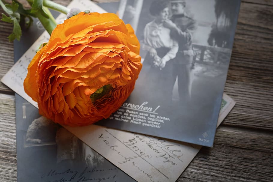 ranunculus, flower, orange, blossom, bloom, petals, picture postcards, HD wallpaper