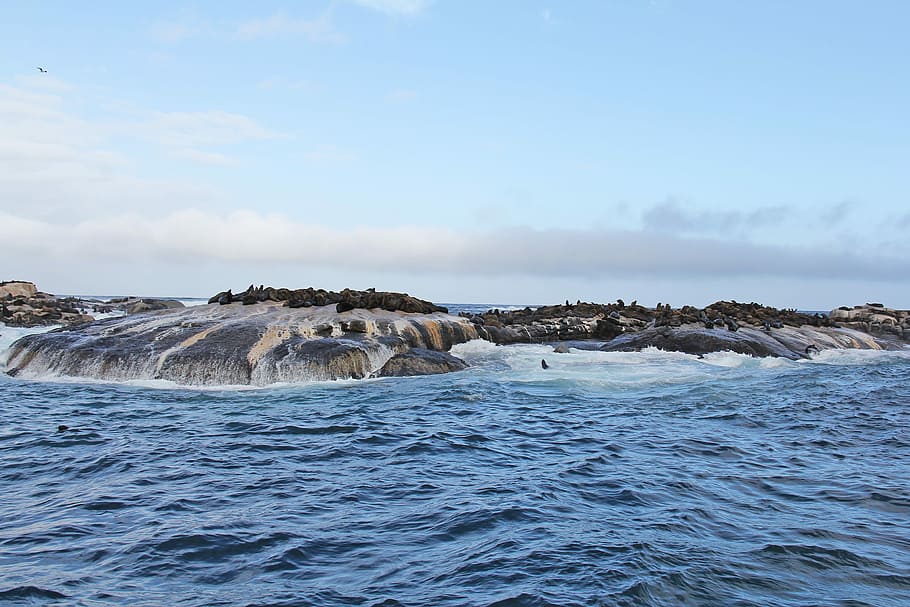Seals, Island, Rocks, Amazing, thousands, exciting, cute, interesting HD wallpaper