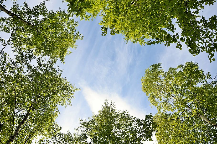 himmel, blue, summer, tree, plant, sky, green color, beauty in nature HD wallpaper