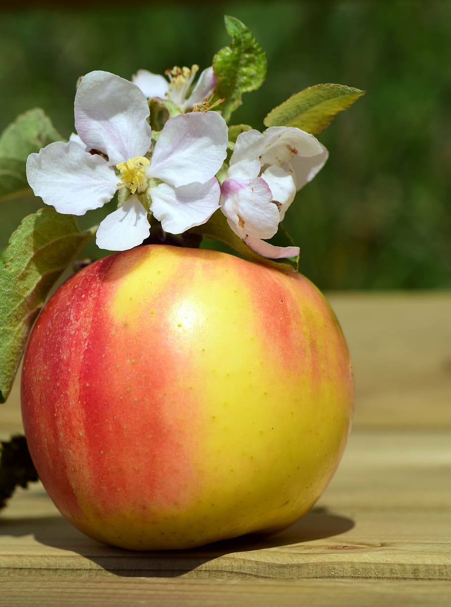 apple, apple blossom, spring, bloom, fruit, eat, food, healthy HD wallpaper