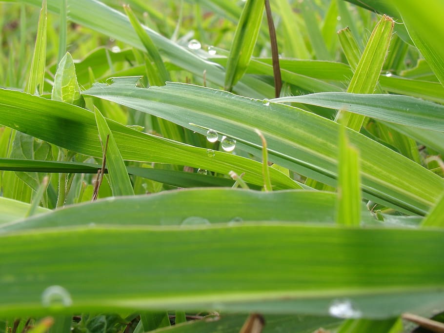 grass, dew, green, drops, green color, plant, growth, plant part HD wallpaper