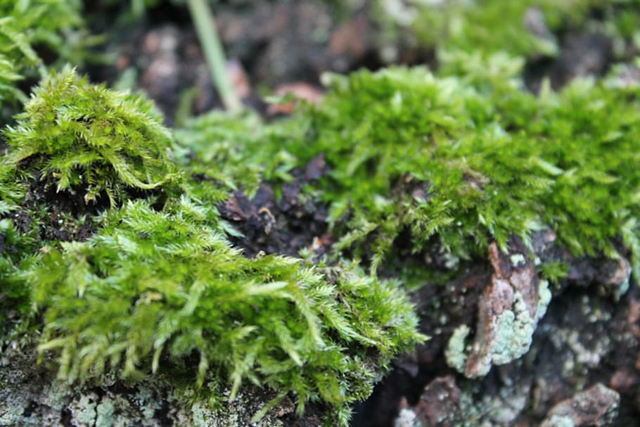 moss, nature, green, close, lichen, plant, close-up, green Color HD wallpaper