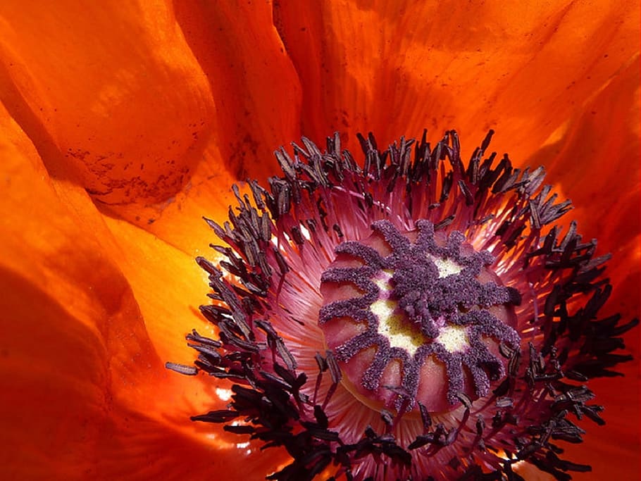 Blume, Garten, Rot, Mohn, mohnblume, garden, flower, nahaufnahme HD wallpaper