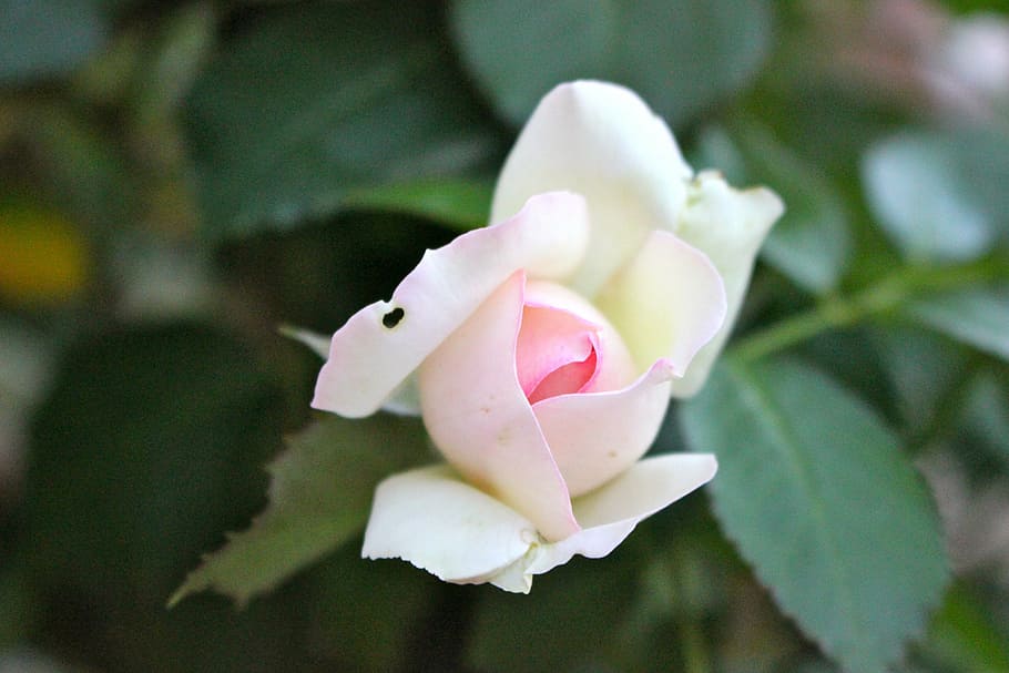 old rose, button, which opens, flower, petal, fragility, nature HD wallpaper