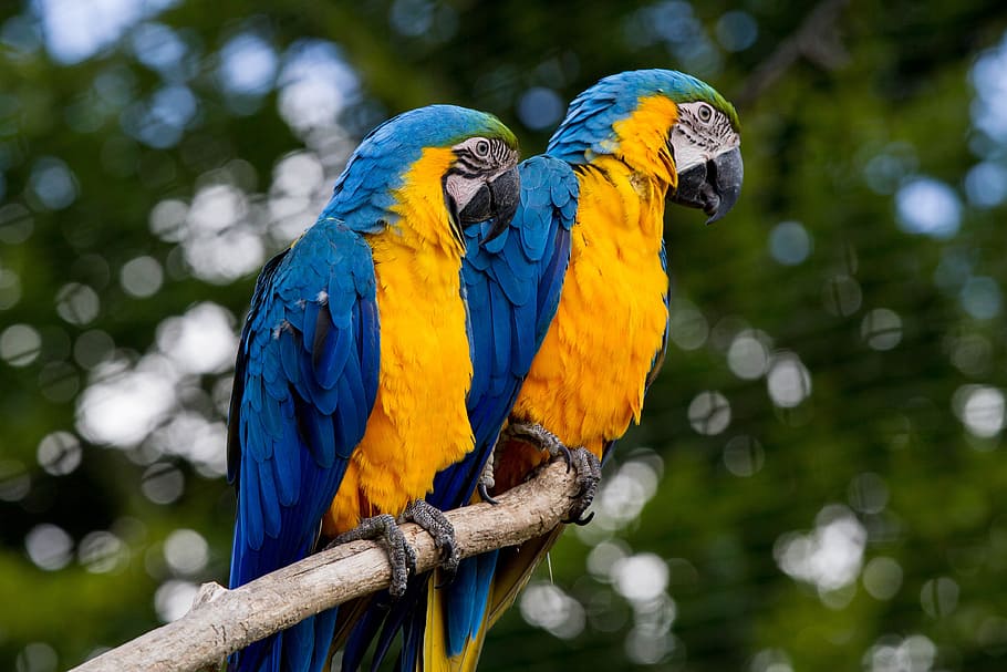 two blue-and-yellow macaws, ara, parrot, colorful, bird, beak, HD wallpaper
