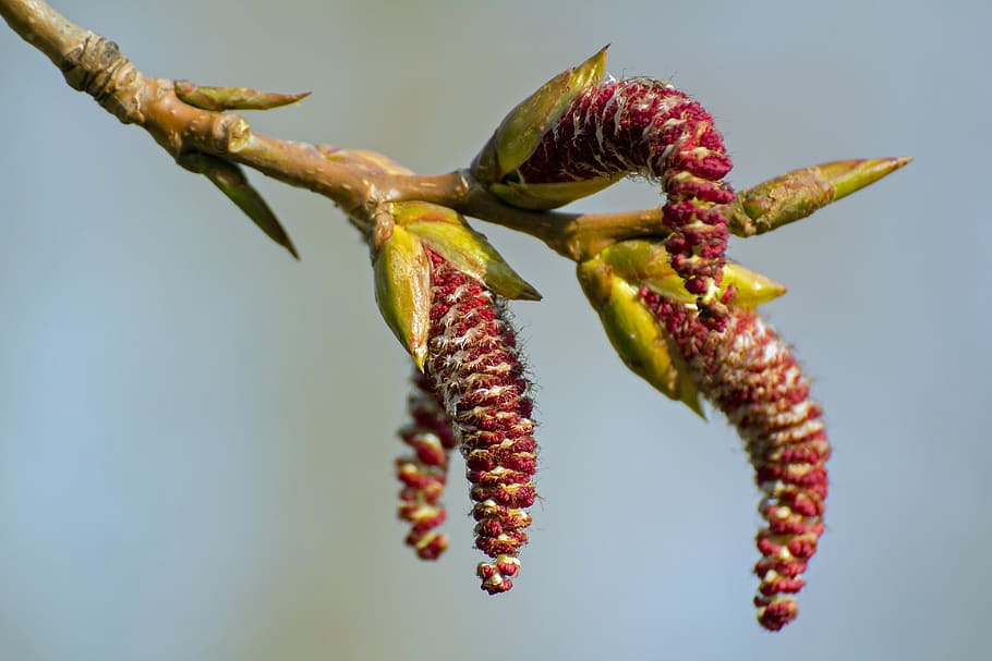 nature, tree, branches, close-up, plant, no people, growth HD wallpaper