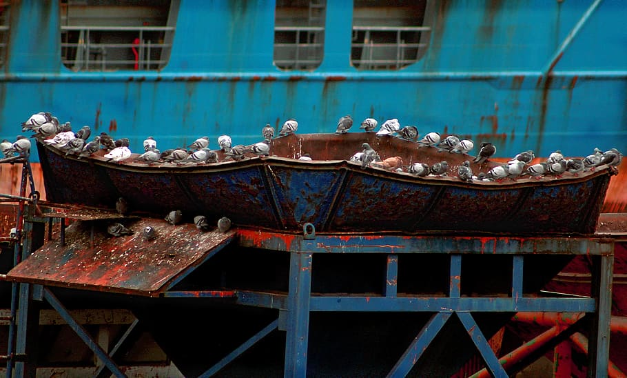 birds, doves, boat, rust, animals, built structure, architecture HD wallpaper