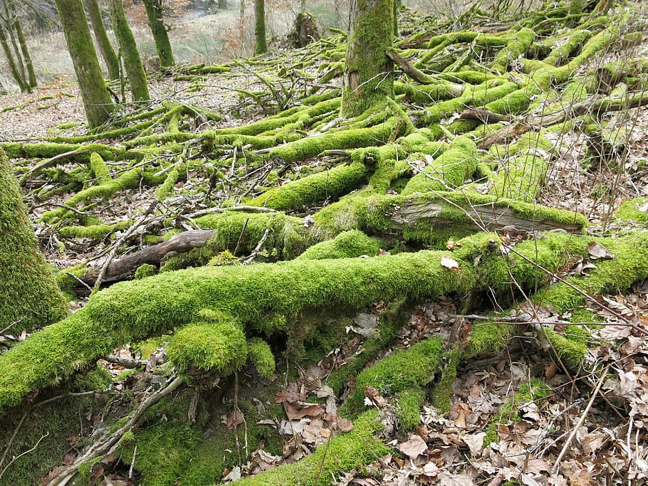 moss, branch, forest, plant, growth, green color, tree, beauty in nature HD wallpaper