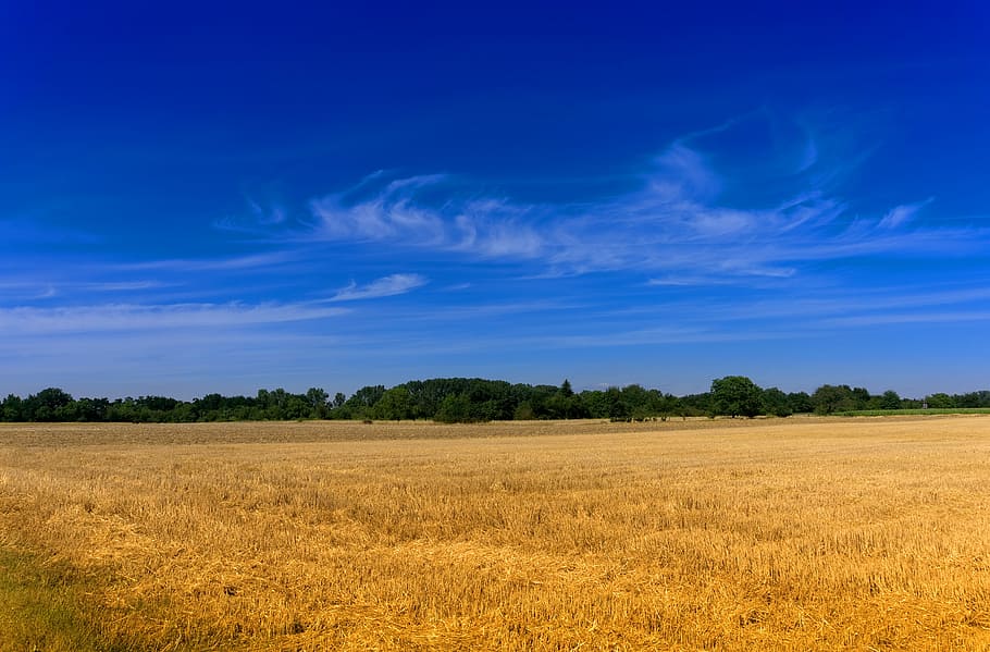 sky, blue, field, cornfield, harvest, landscape, nature, mood HD wallpaper