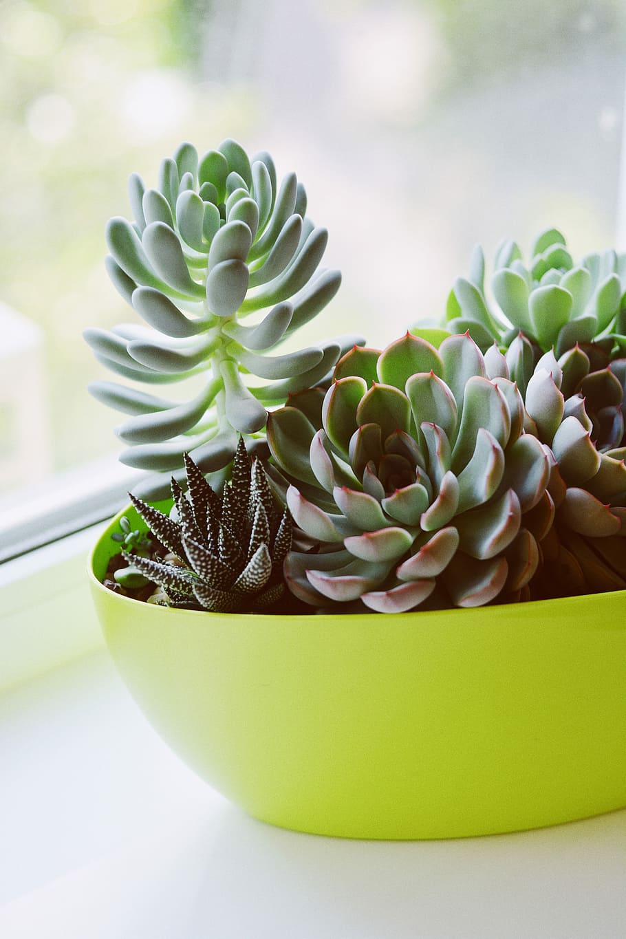 succulent plant, closeup photo of green succulents on neon green planter HD wallpaper