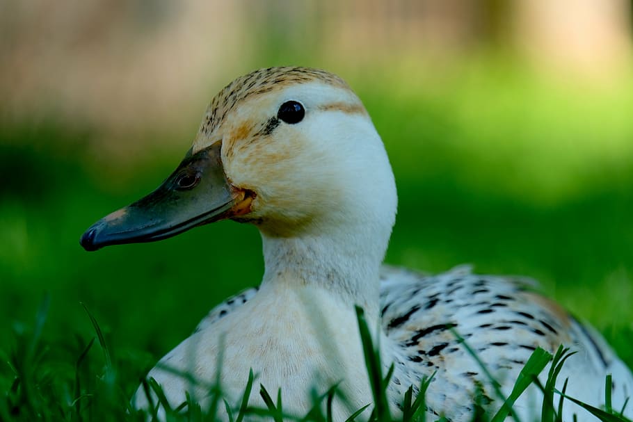 duck, white, animal, water, water bird, meadow, sit, rest, plumage