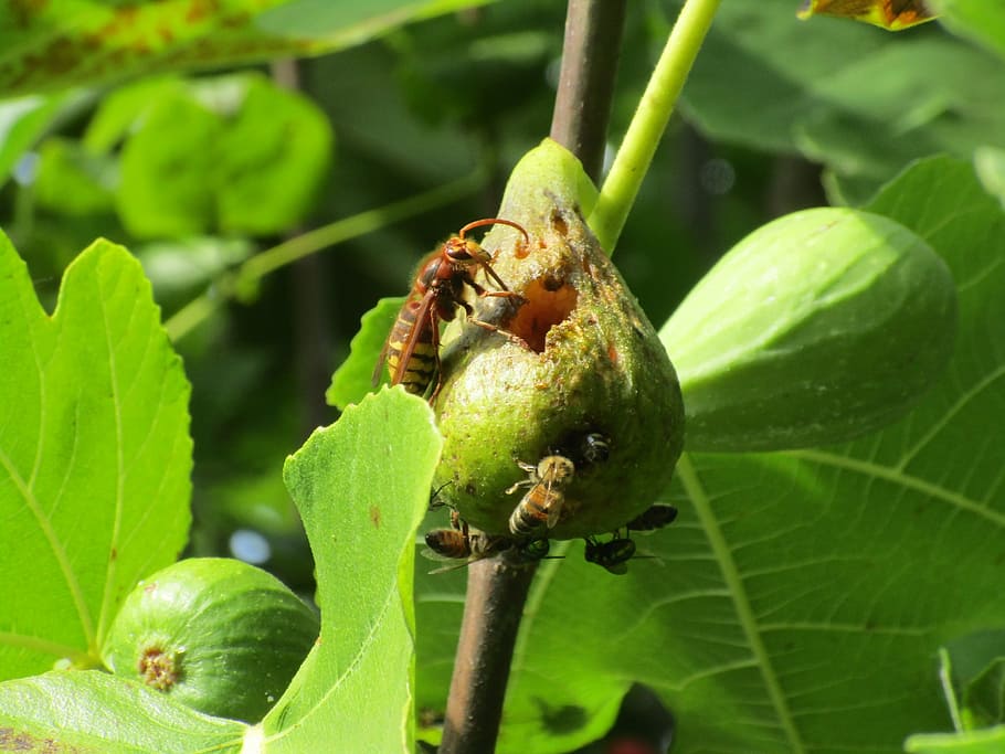 wasp, fig, evészet, foliage, be, animal themes, animal wildlife HD wallpaper