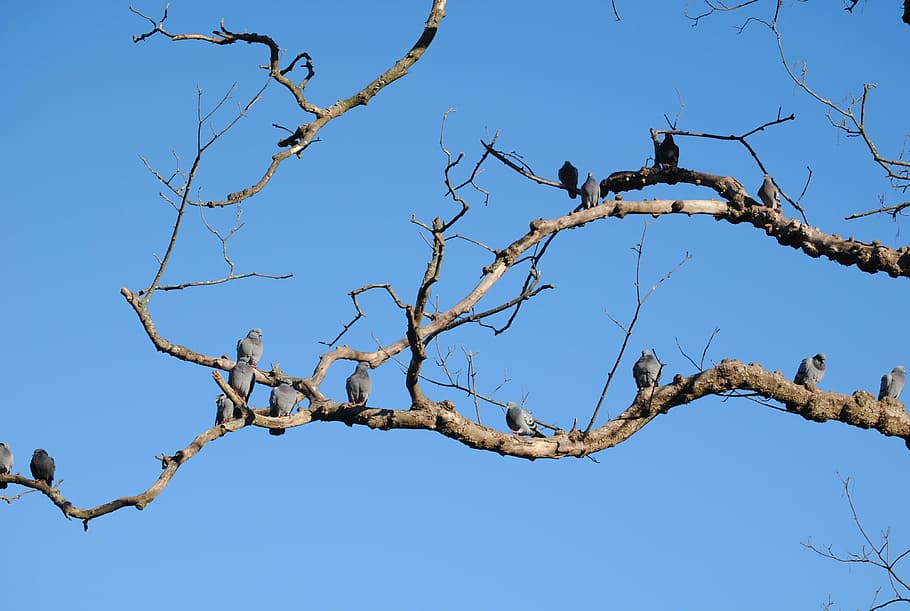 landscape, cristina enea, tree, plants, branch, sky, bird, clear sky HD wallpaper