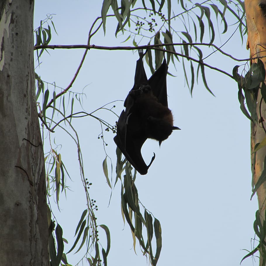 Dharwad, Bat, India, Mamma, bats, bat-eared, fly, wings, wildlife HD wallpaper
