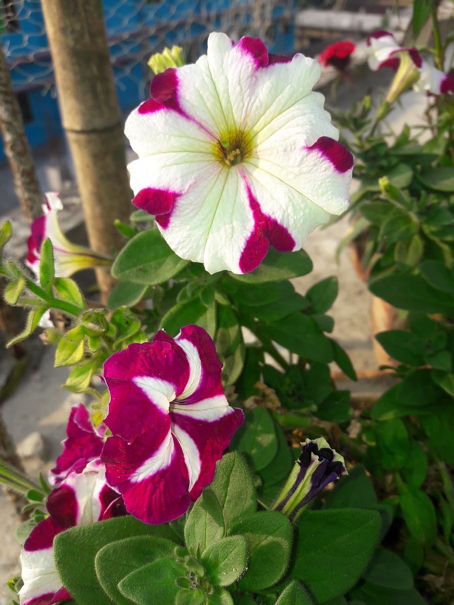 flower, nice, natural, flowering plant, fragility, vulnerability HD wallpaper