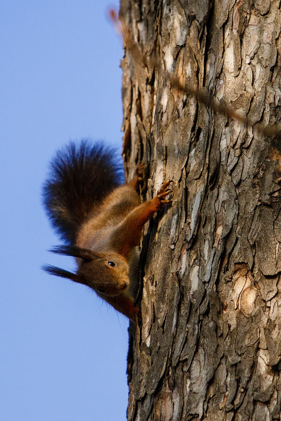 squirrel, animal, nature, possierlich, rodent, nager, animal themes HD wallpaper