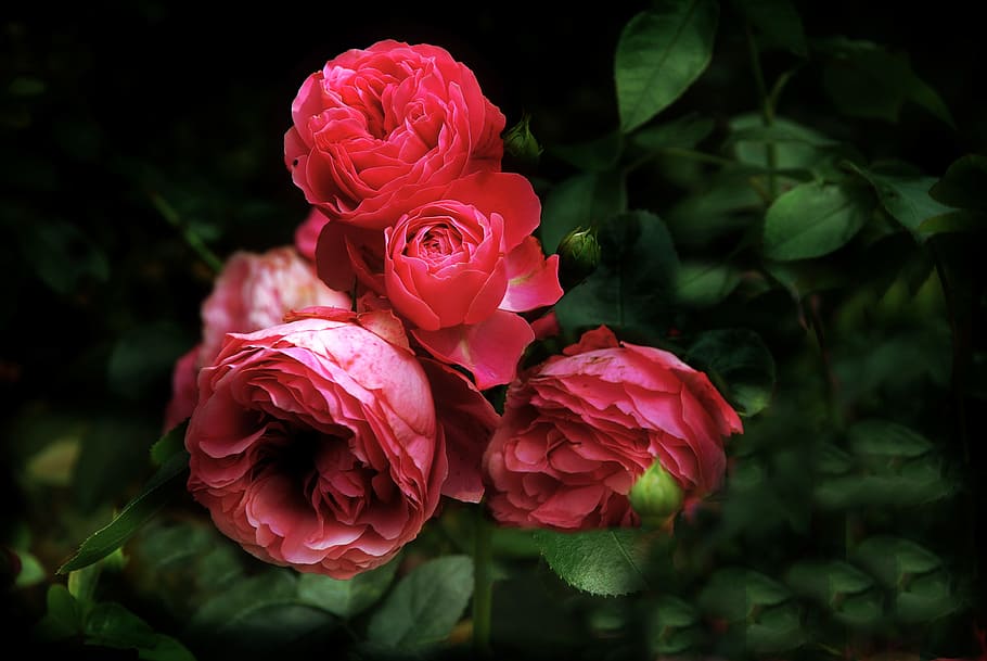 Leonardo, Da Vinci, rose, rose - Flower, nature, plant, petal HD wallpaper