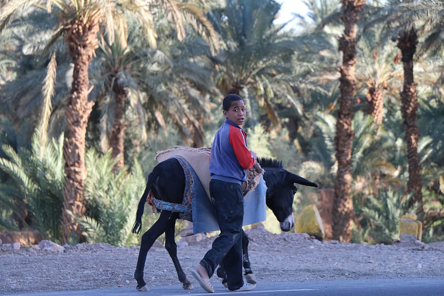 morocco, wilderness, boy, donkey, animal, palm trees, africa HD wallpaper