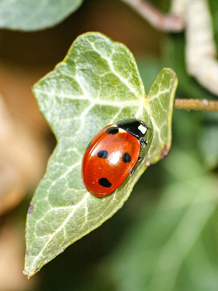 ladybug, beetle, insect, nature, animal, plant, close-up, leaf HD wallpaper