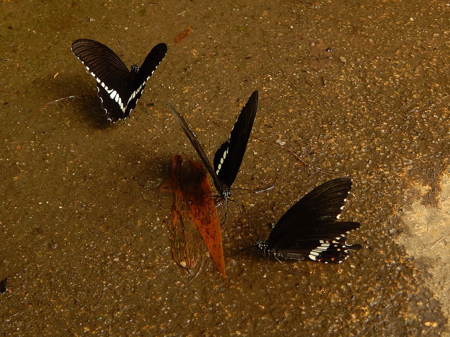 butterfly, black, animal themes, animals in the wild, animal wildlife HD wallpaper