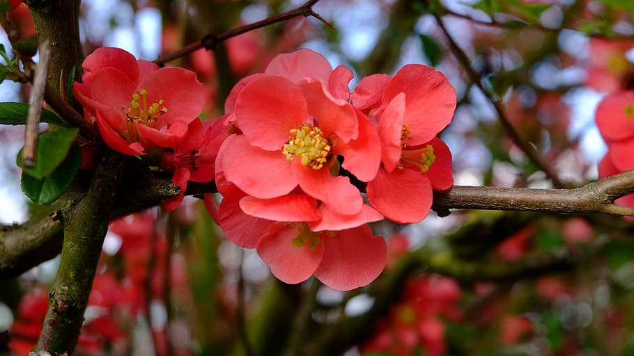 nature, tree blossoms, flower, plant, flowering plant, beauty in nature HD wallpaper