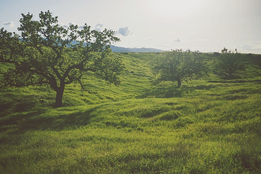 person showing green tree, grass, trees, field, nature, landscape HD wallpaper