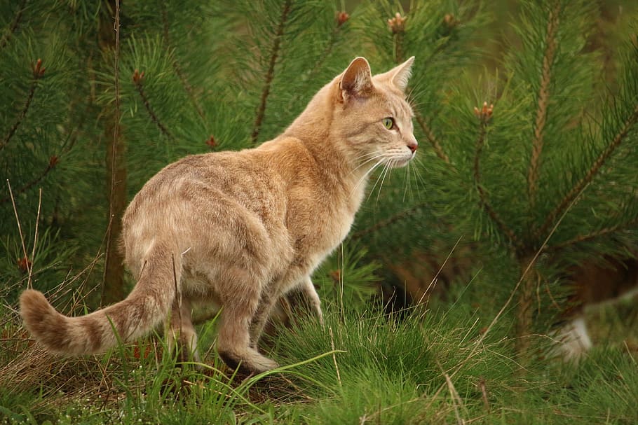 orange tabby cat on green grass during day, Tiger Cat, Mackerel HD wallpaper