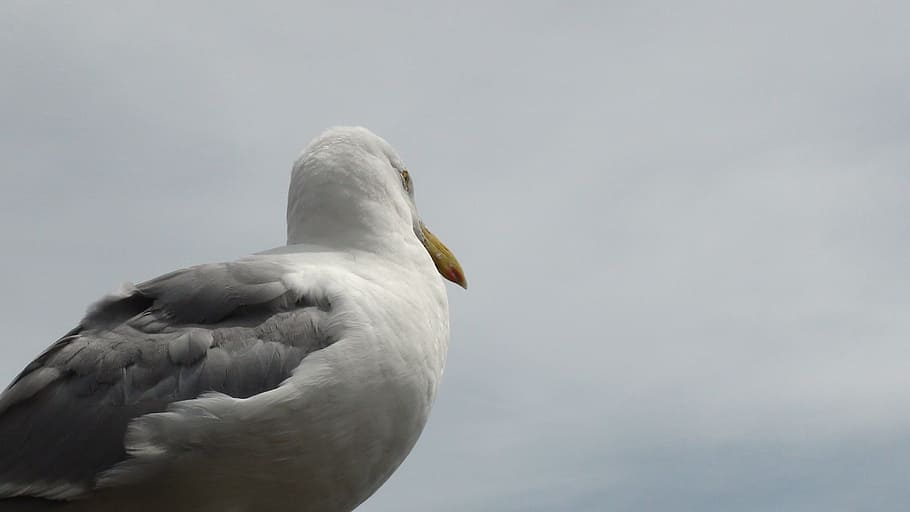 Bird, Seagull, Ocean, Cape Cod, one animal, animal wildlife HD wallpaper