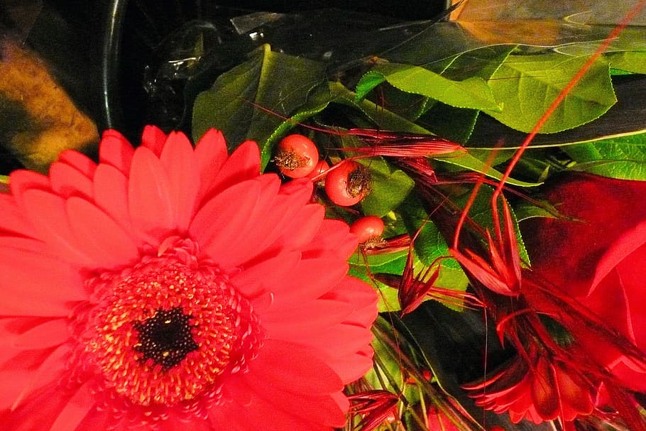 gerber daisy, flowers, fresh, floral, summer, botanical, natural, HD wallpaper